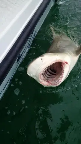 Shark caught and hanging from fishing line.
