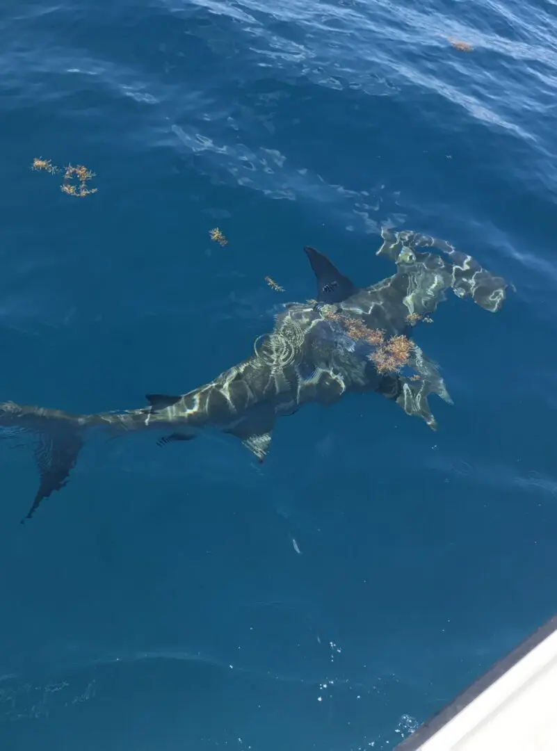 Large fish gliding beneath the surface